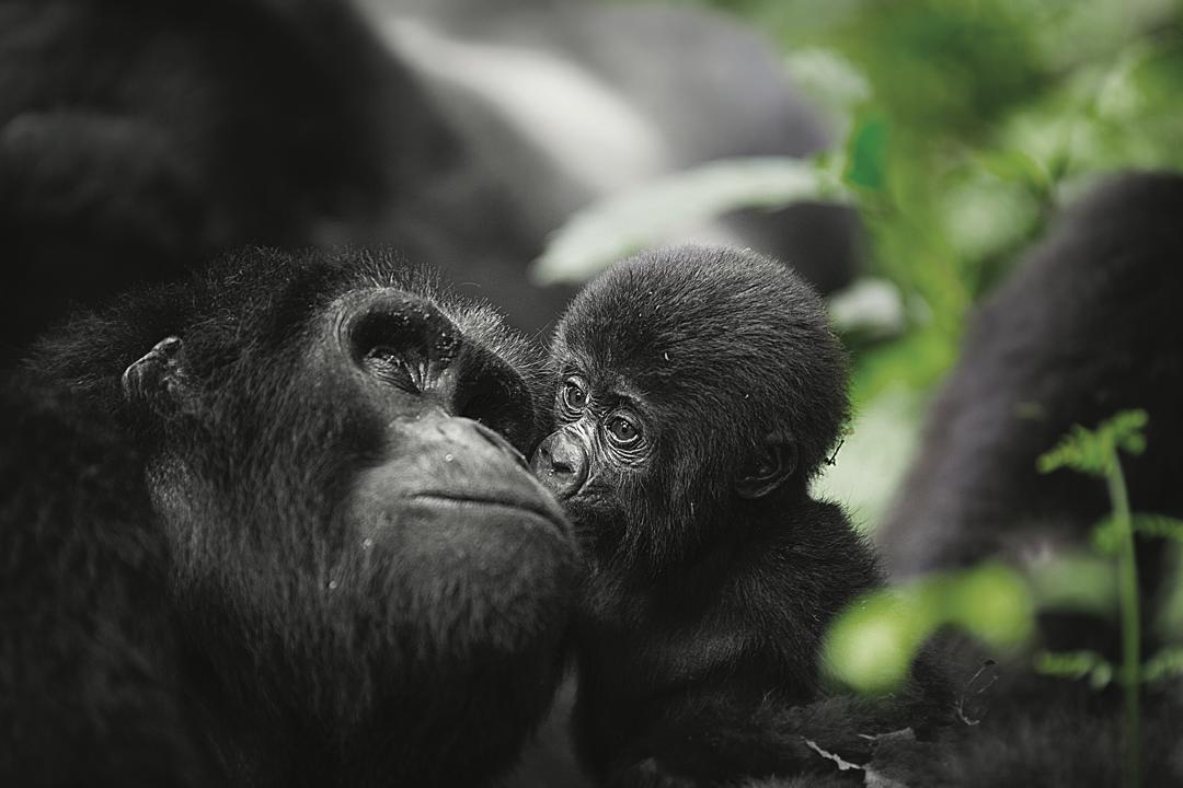 Mother mountain gorilla and infant in Bwindi Impenetrable Forest